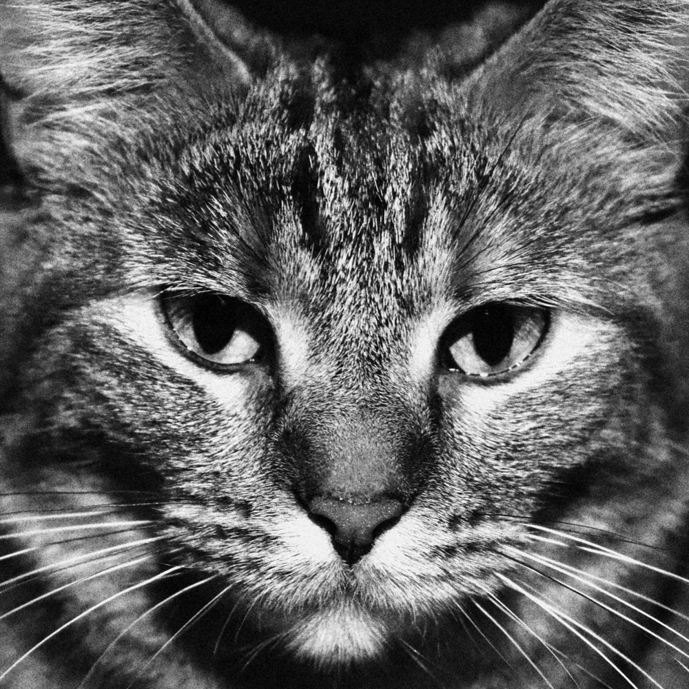 Meet your Posher, Braelen